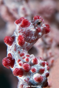 PYGMY SEAHORSE
Seraya Bali by Mickle Huang 
